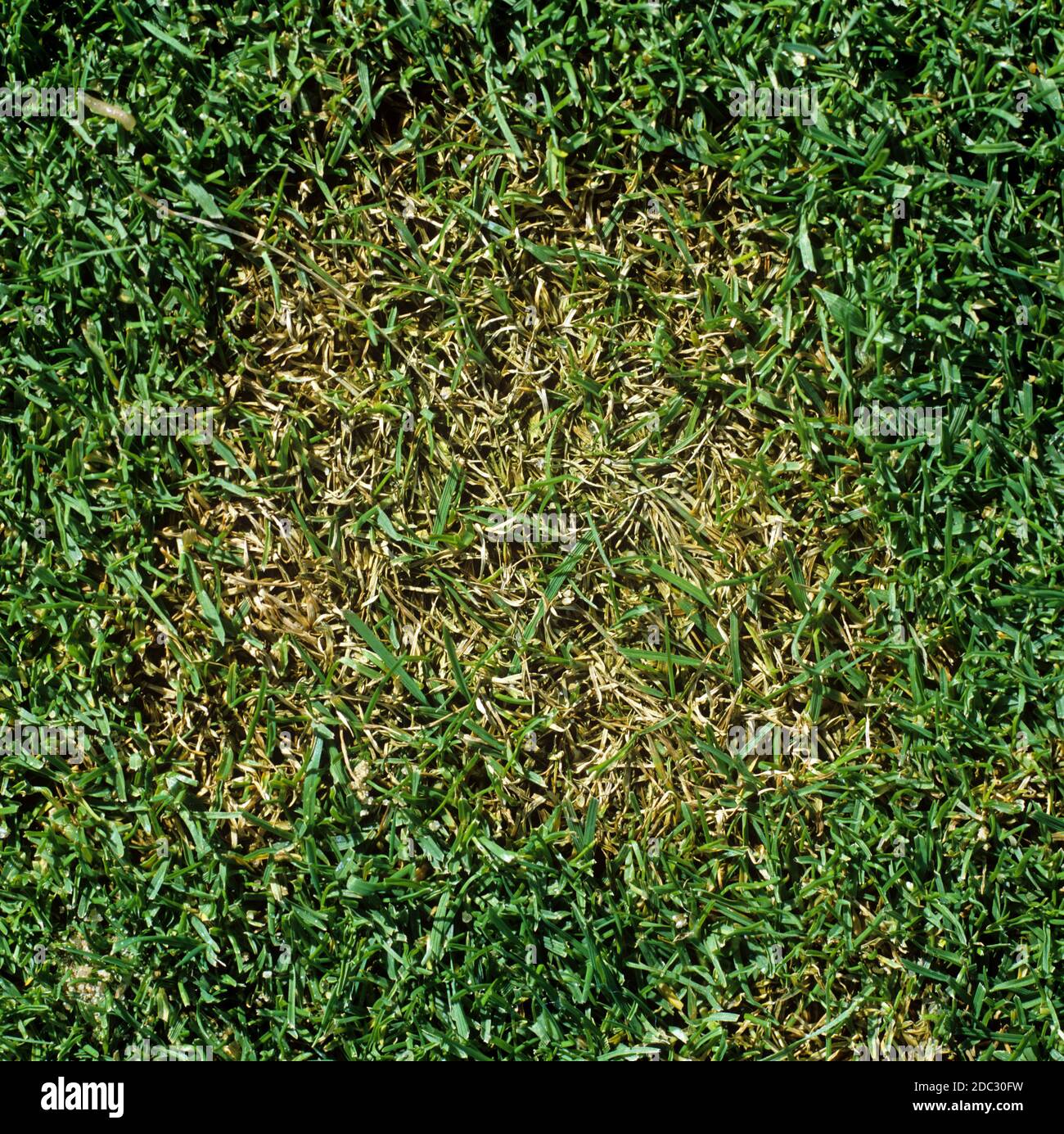 Schneeschimmel- oder Fusariumpflaster (Monographella nivalis var nivalis) in nah gemähem Golfplatz mit Rasen, Berkshire, Oktober Stockfoto