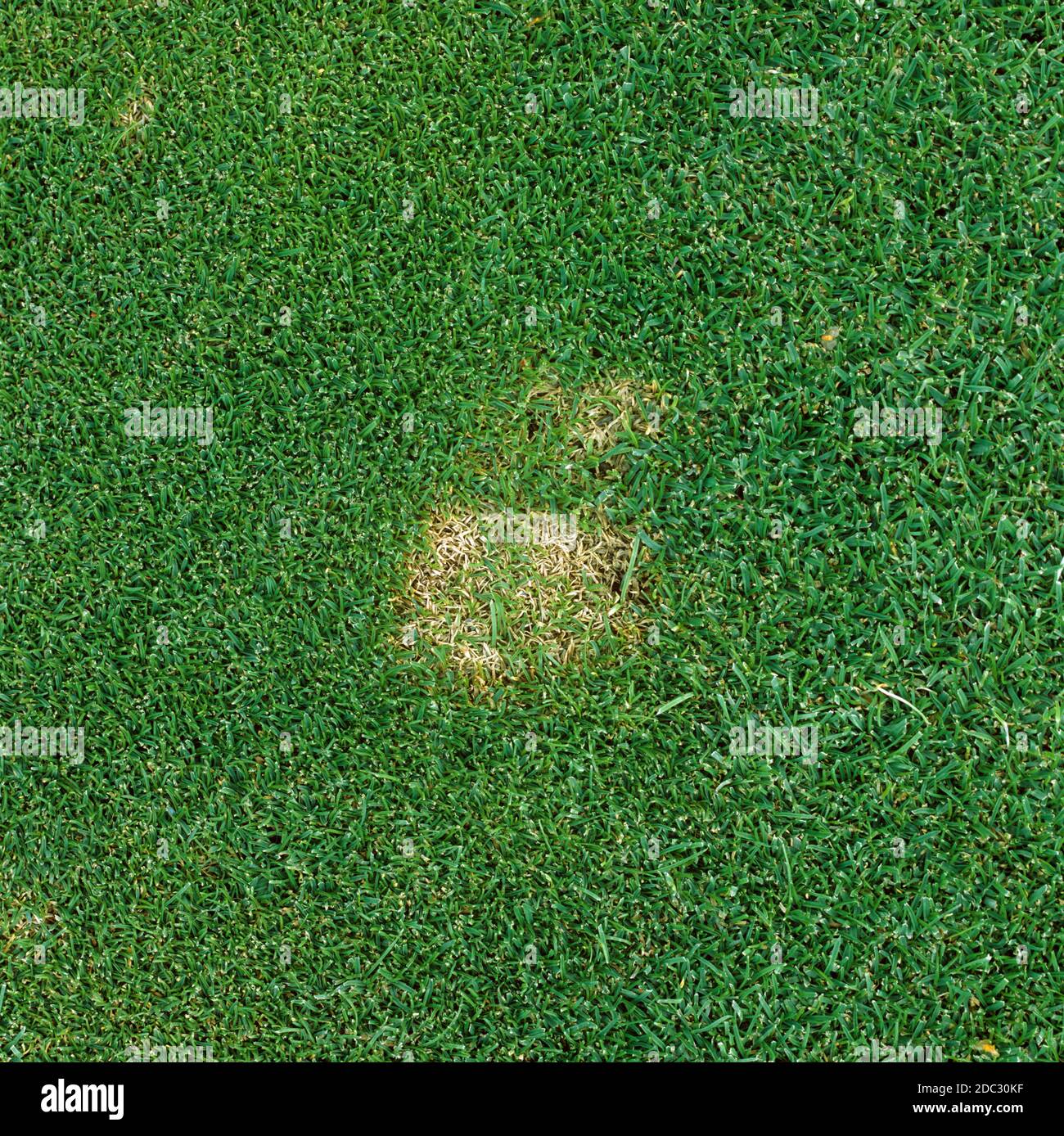 Schneeschimmel- oder Fusariumpflaster (Monographella nivalis var nivalis) in nah gemähem Golfplatz mit Rasen, Berkshire, Oktober Stockfoto