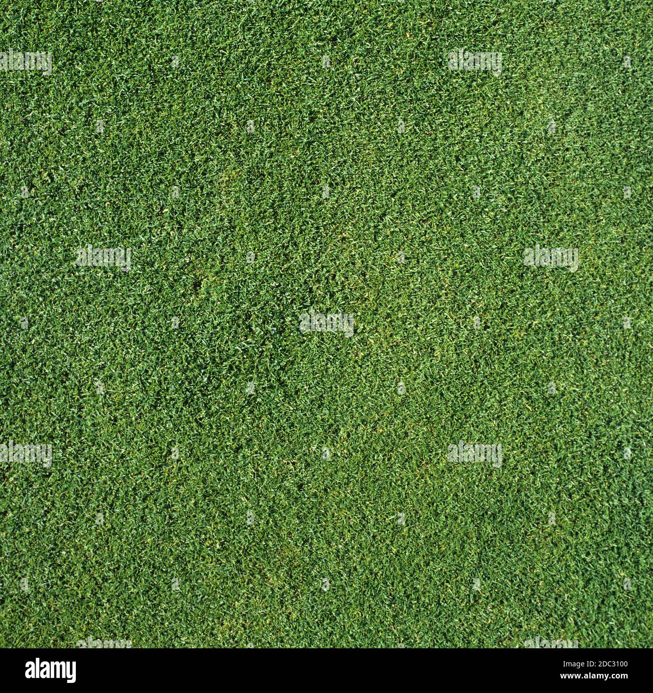 Gesundes kurzes gleichmäßiges Gras auf einem Golfgrün im Herbst, Wentworth, Surrey, Oktober Stockfoto
