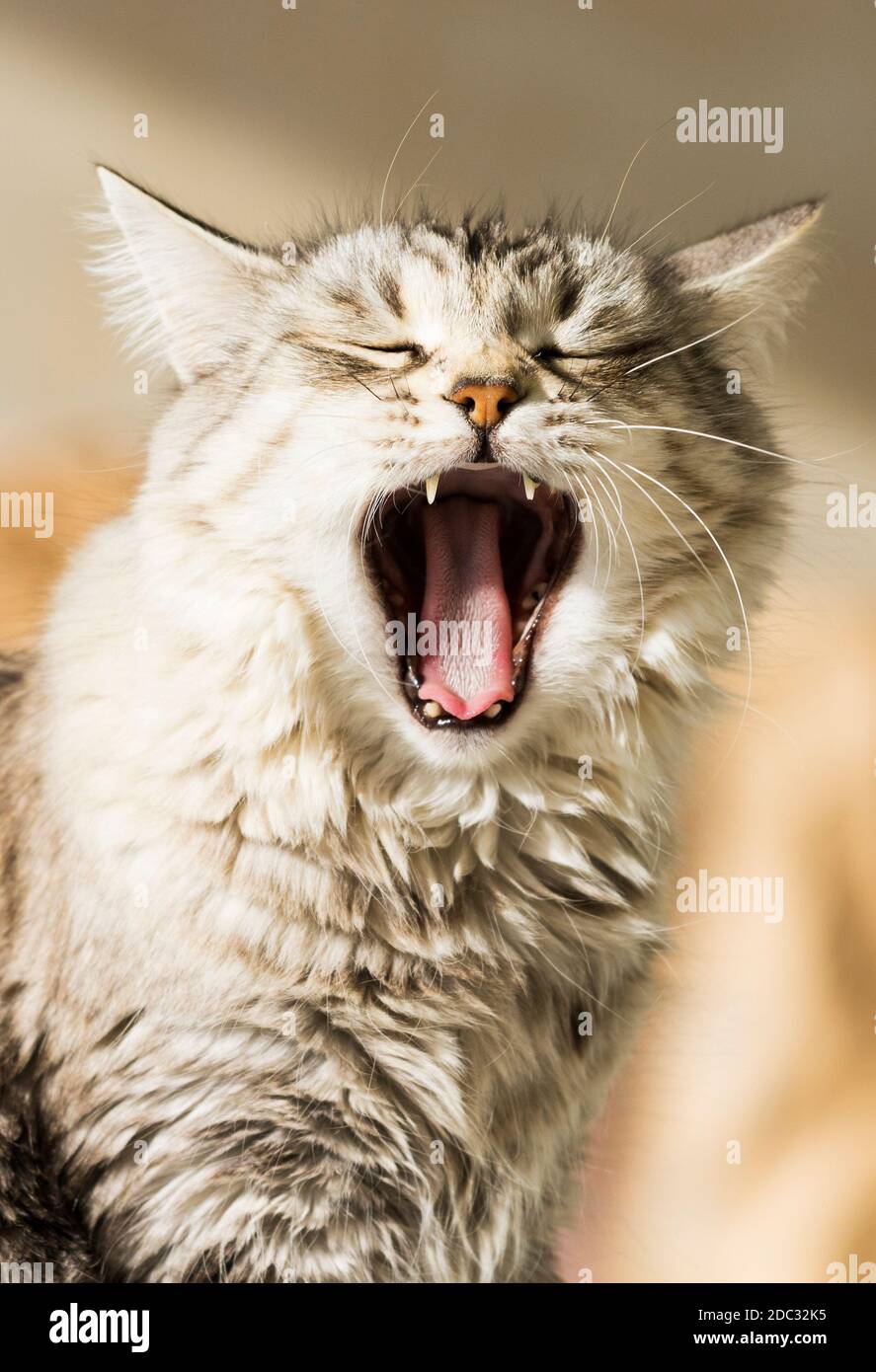 Schönes silbernes Katzengesicht in gähnender Zeit Stockfoto
