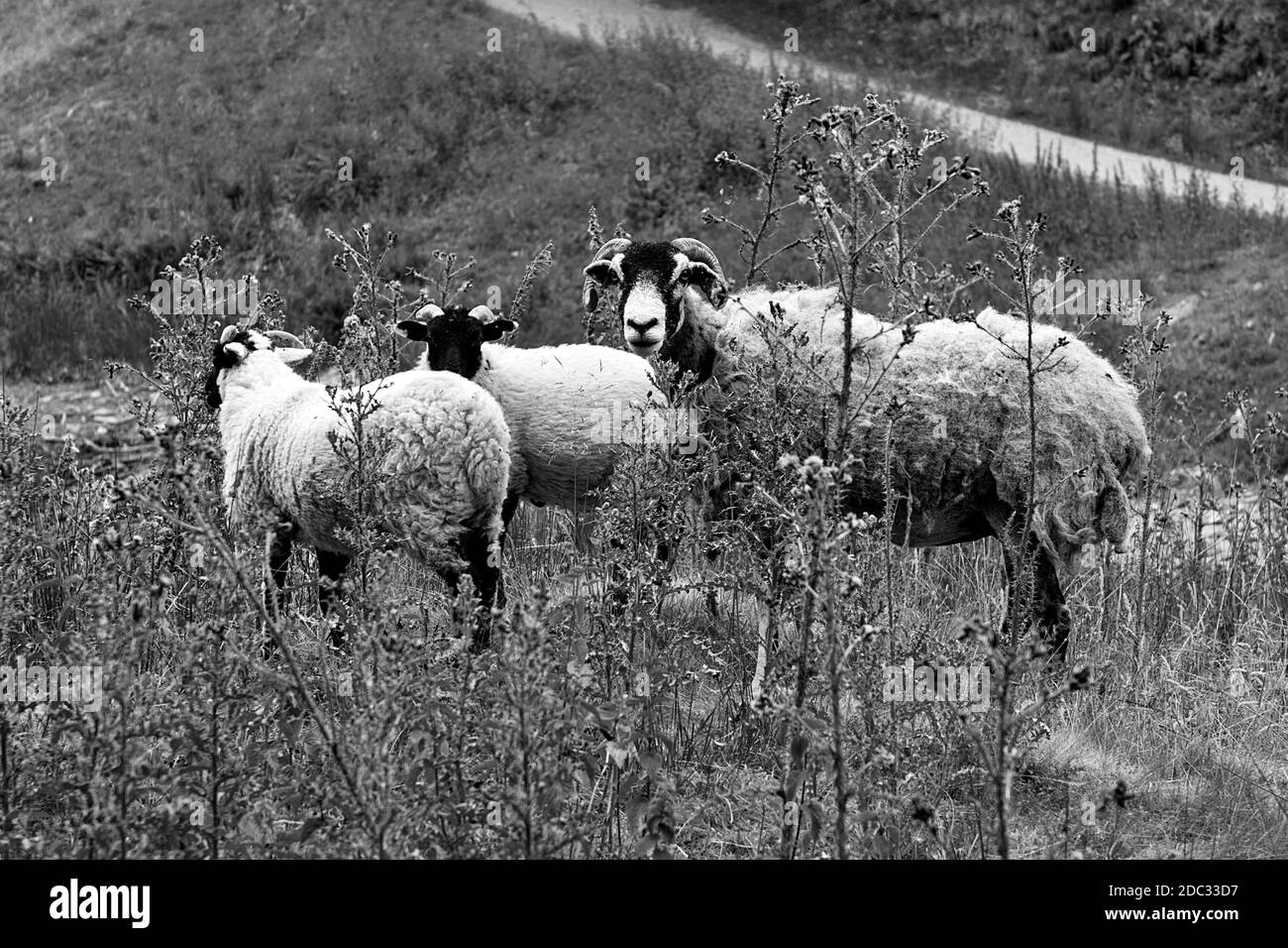 Swaledale Mutterschaf mit Lämmern im oberen Derwent Valley in der Spitze Districy Derbyshire Stockfoto