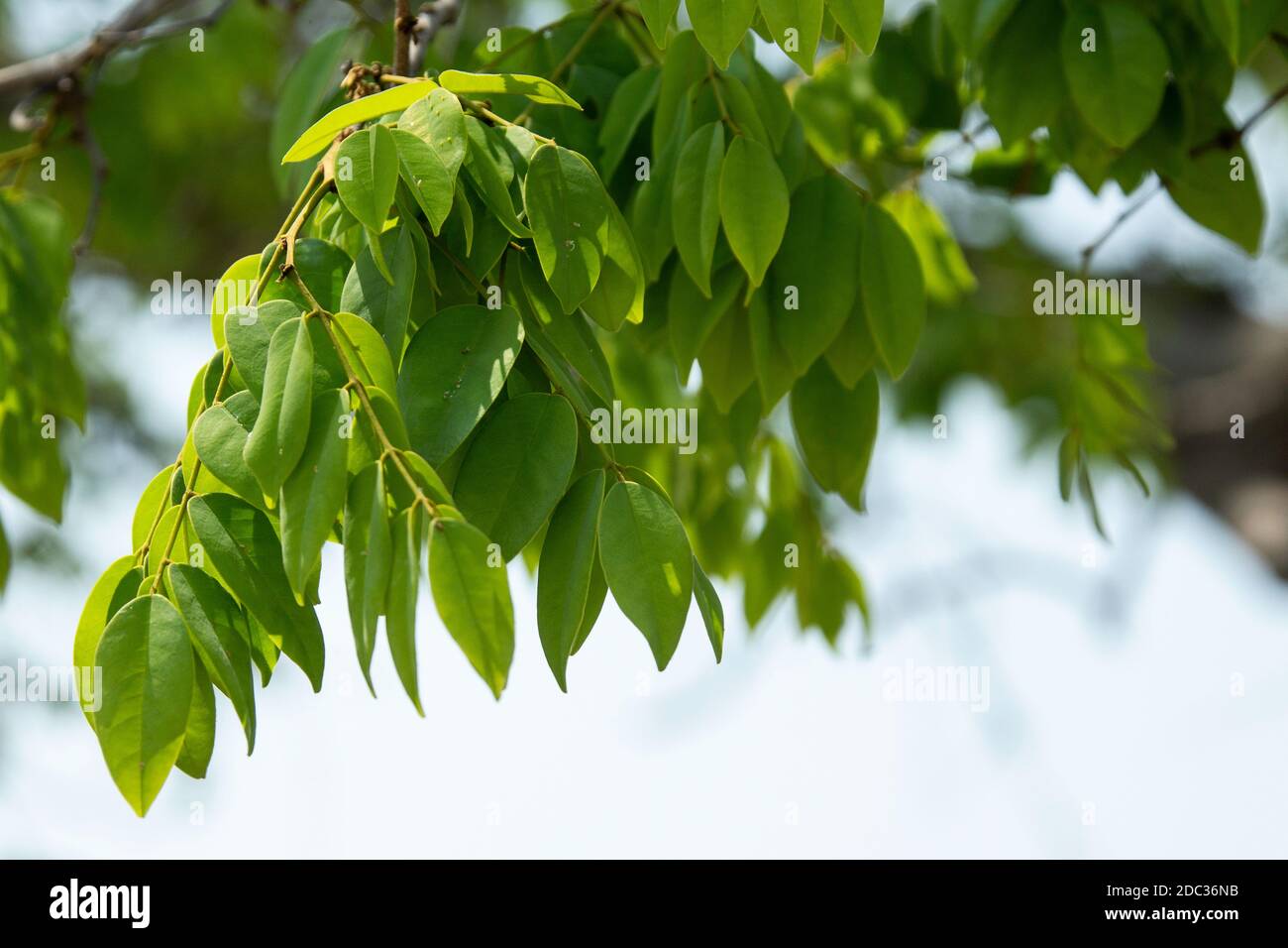 Blätter eines großen Baumes, Dialium engleranum, der in einer Schicht in der Kavango-Region des Zambezi-Korridors (Caprivi), Namiibia, Schatten spendet. Stockfoto