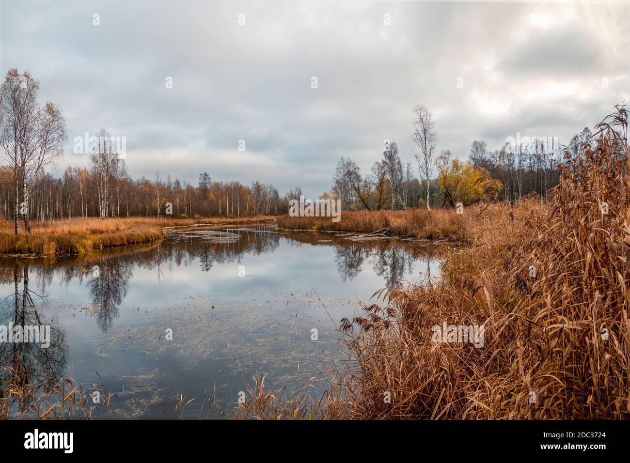 Sumpf im Norden im Herbst Stockfoto