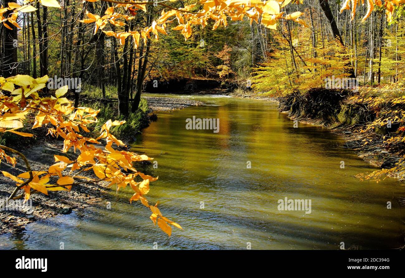 Herbstfarben auf dem Fluss Stockfoto