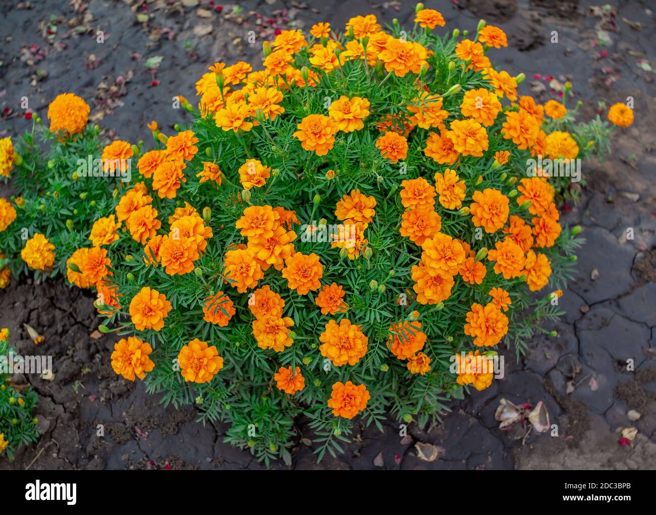 Schöne leuchtend orange Tageten oder Ringelblumen, die im Garten wachsen Stockfoto