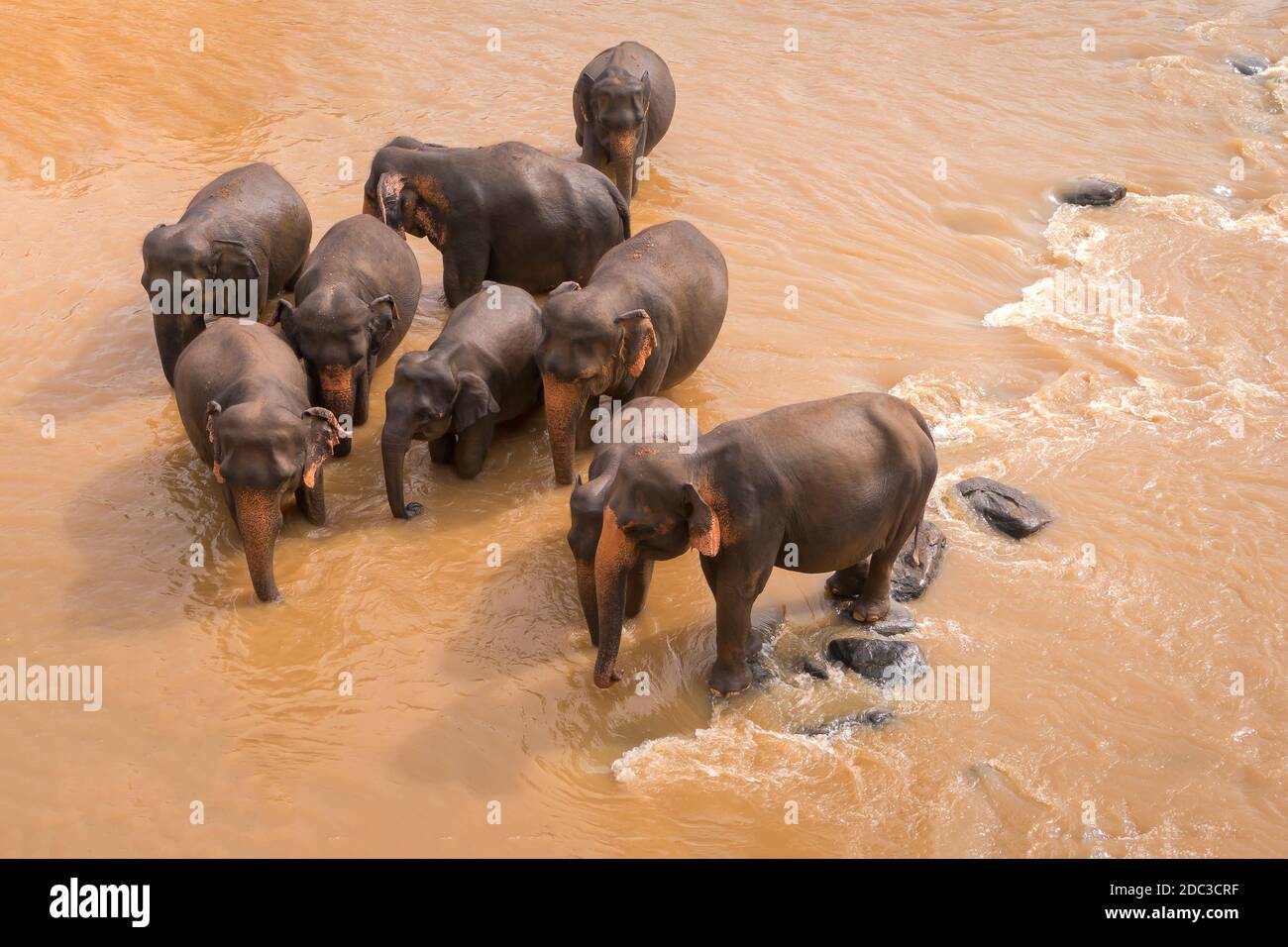 Die jungen Elefanten gingen hinaus, um zu trinken. Elefanten baden im orangefarbenen Fluss. Tierwelt von Sri Lanka. Stockfoto