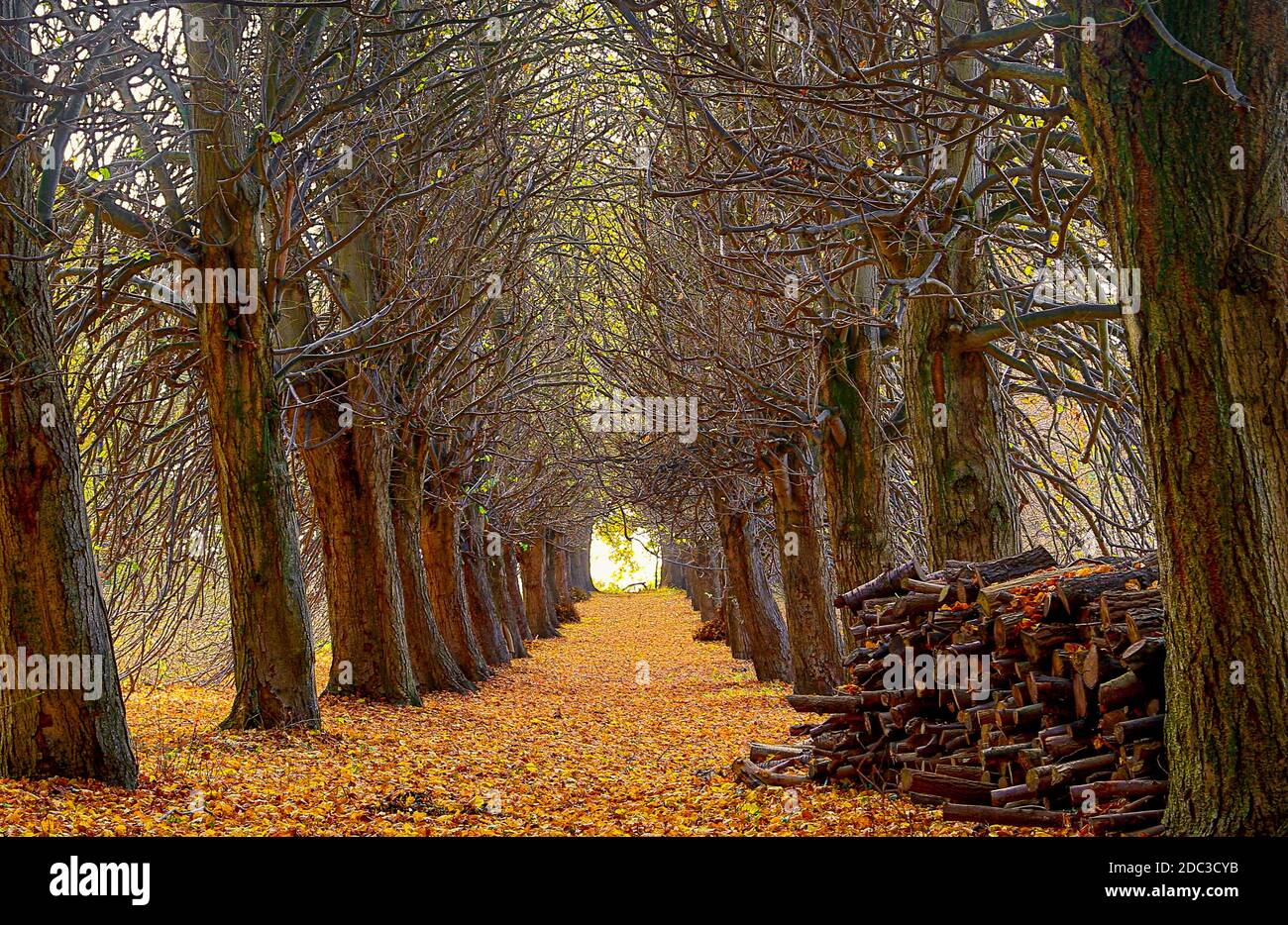 Die schöne Lindenallee führt direkt zum Kellersee, Malente. Gestapeltes Holz lag am Anfang des Weges. Stockfoto