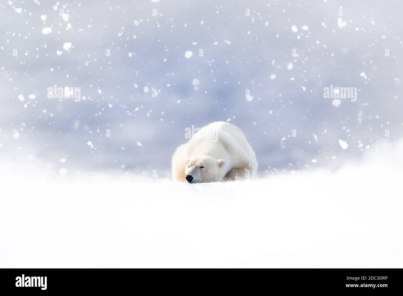 Fantasy-Szene eines Eisbären, der im Schnee ruht. Schnee fällt auf einen weichen, blauen Hintergrund, und es ist Platz für die Zugabe von saisonalen Text. S Stockfoto