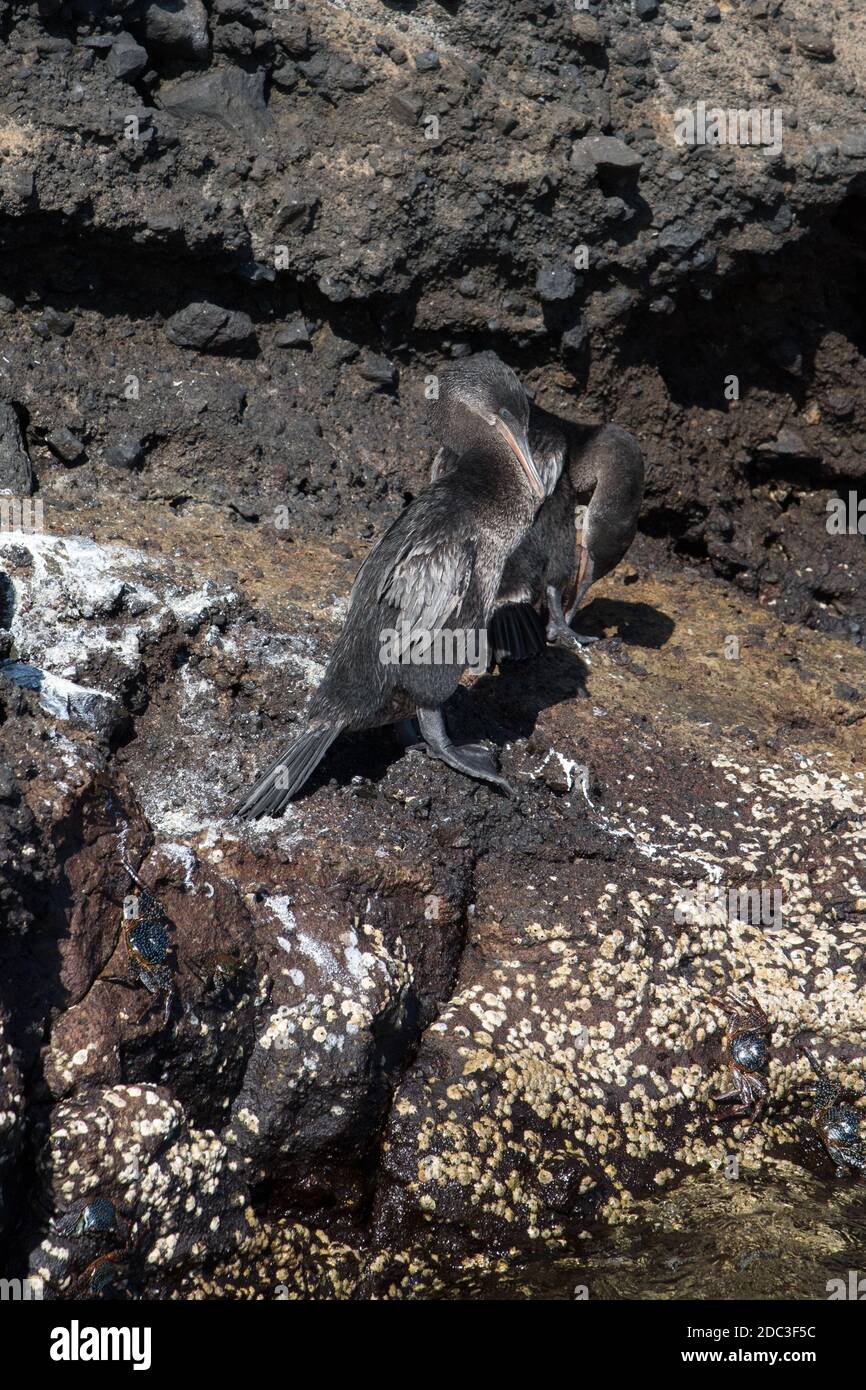 Flightless Kormoran sitzt auf Lavagesteinen der Tajo Cove auf Isabela Island im Galapagos Archipel. Stockfoto