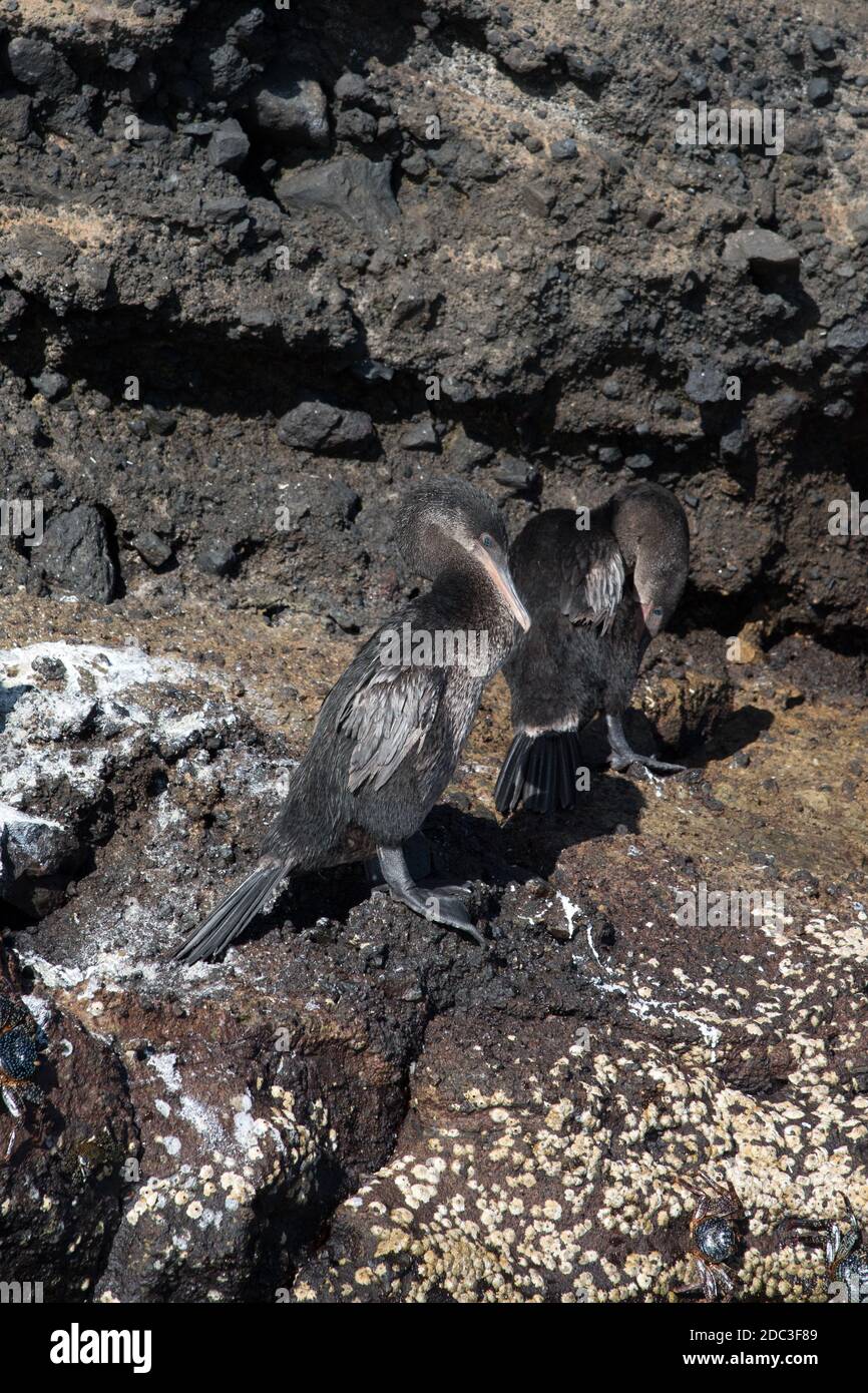 Flightless Kormoran sitzt auf Lavagesteinen der Tajo Cove auf Isabela Island im Galapagos Archipel. Stockfoto