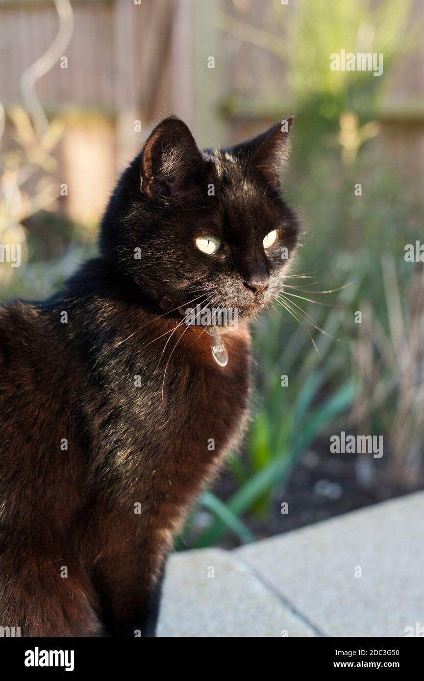 Kurzhaarige schwarze Katze in einem Garten in der Abendsonne Stockfoto