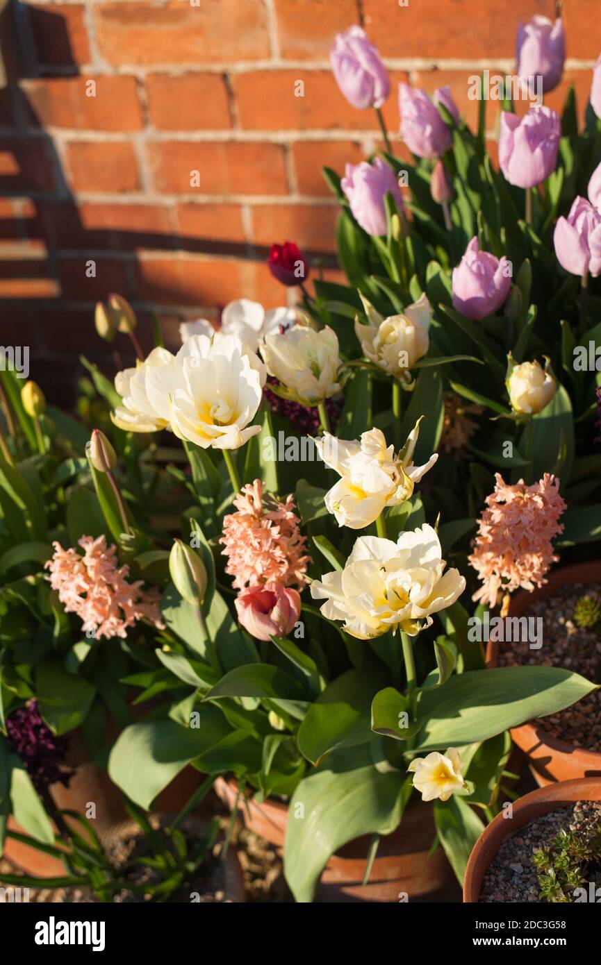 Tulip 'Exotic Emperor' (‘White Valley’), Tulipa 'Salmon Van Eijk', Hyacinthus orientalis 'Gypsy Queen' und 'Woodstock' und Tulipa ‘Candy Prince’ Stockfoto