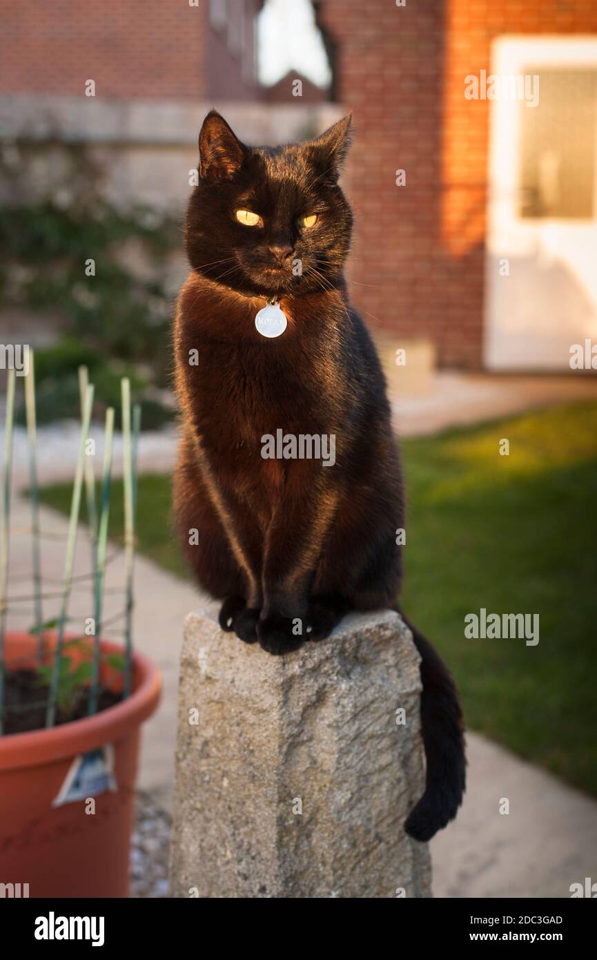Kurzhaarige schwarze Katze, die auf einem Steinsockel in einem thront Garten Stockfoto