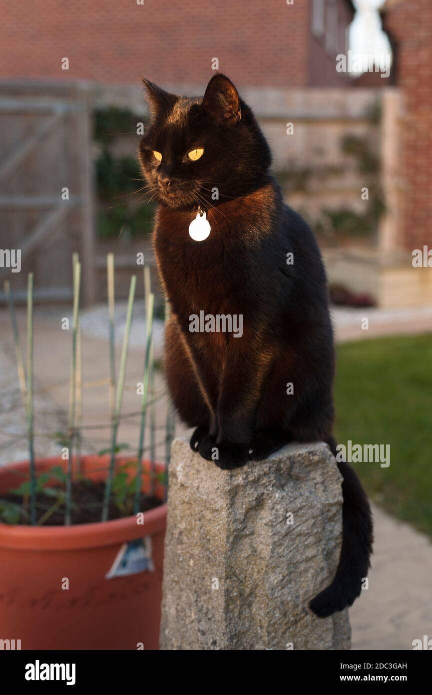 Kurzhaarige schwarze Katze, die auf einem Steinsockel in einem thront Garten Stockfoto