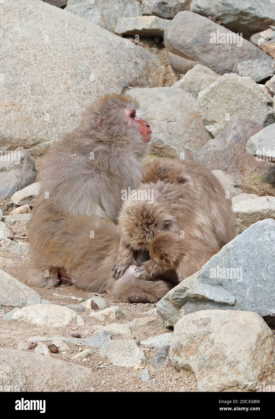 Japanischer Makak (Macaca fuscata) 'Snow Monkey' soziale Pflege Jigokudani Monkey Park, Shigakogen, Präfektur Nagano, Japan Februar Stockfoto