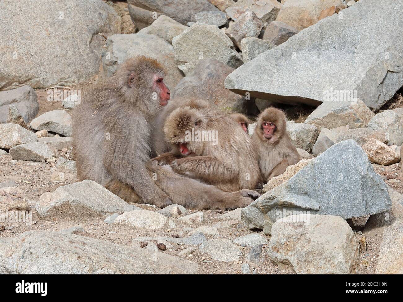 Japanischer Makak (Macaca fuscata) 'Snow Monkey' soziale Pflege Jigokudani Monkey Park, Shigakogen, Präfektur Nagano, Japan Februar Stockfoto