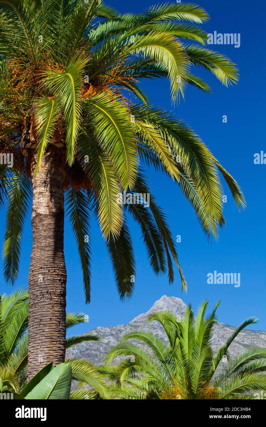 Eine atemberaubende Palme mit einem atemberaubenden blauen Himmel und den Bergen der Parque Natural Sierra de las Nieves in der Ferne. Stockfoto