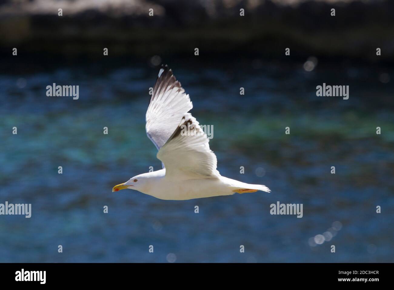 Eine Silbermöwe im Flug Stockfoto