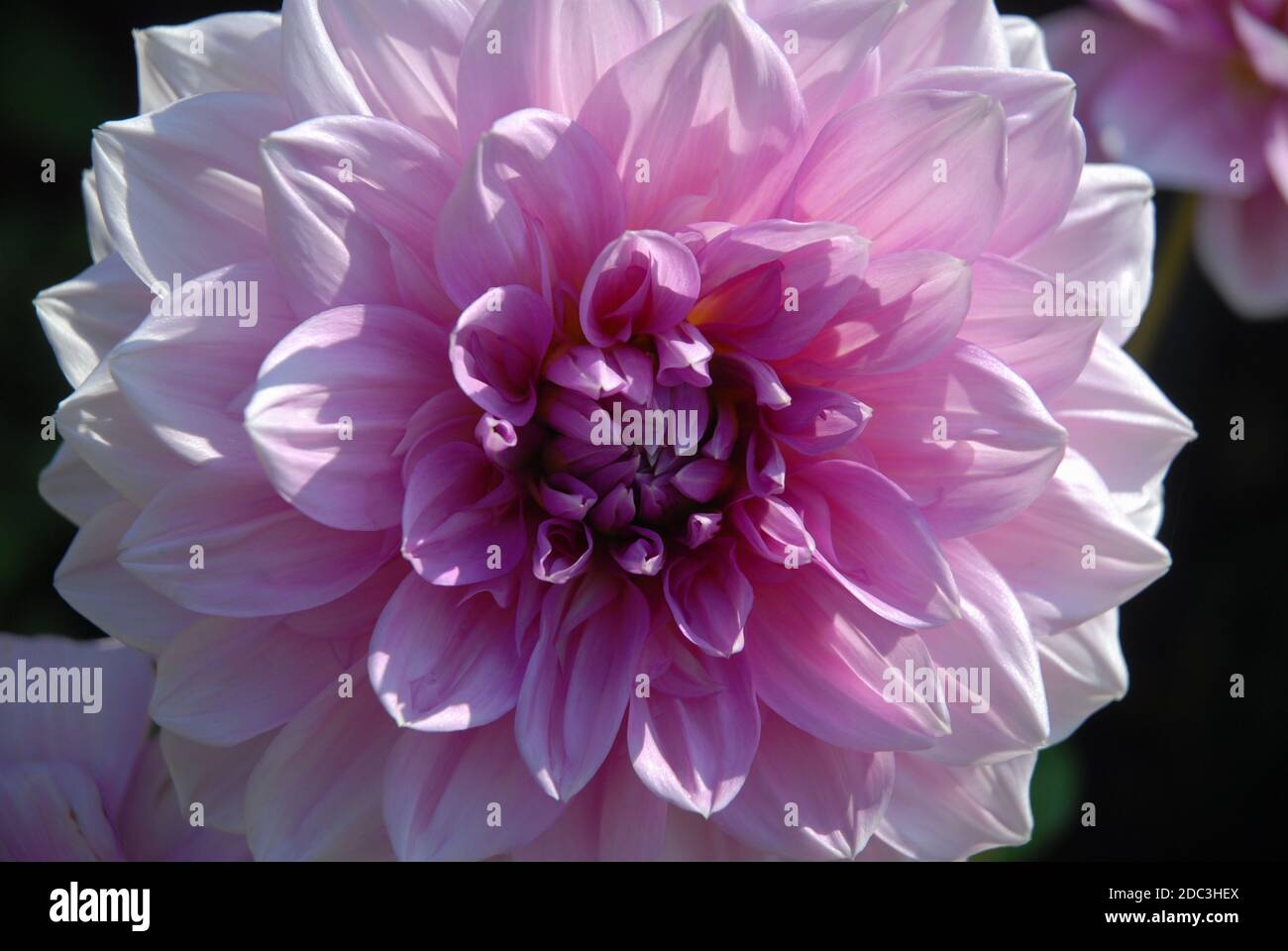 Rosa Dahlia Blume als Lilac Zeit bekannt Stockfoto