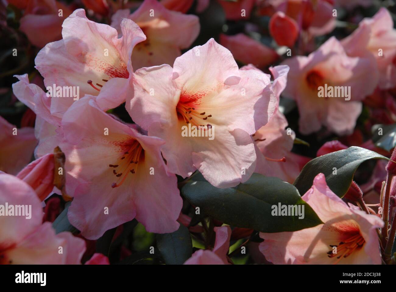 Rosafarbene Rhododendronblüten, im Frühling beleuchtet Stockfoto