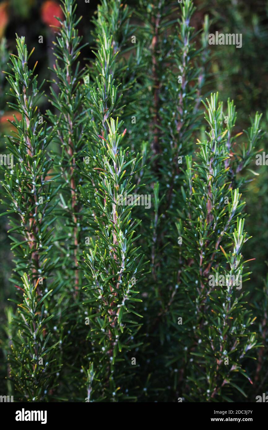 Herbstblätter, Steinstruktur, Rosmarin, weiße Rosen, Heidekraut, immergrüne Blätter, Ahornblätter. Eine Serie von Herbstbildern aus dem Garten, um Schönheit auszudrücken. Stockfoto
