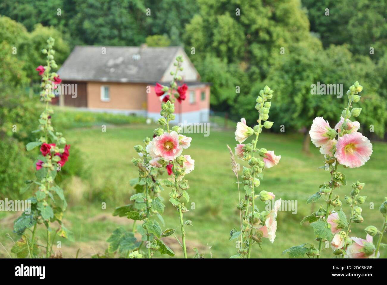 Sommer Gartenlandschaft mit Hollyhock Alcea Blumen in polnischer Landschaft. Stockfoto