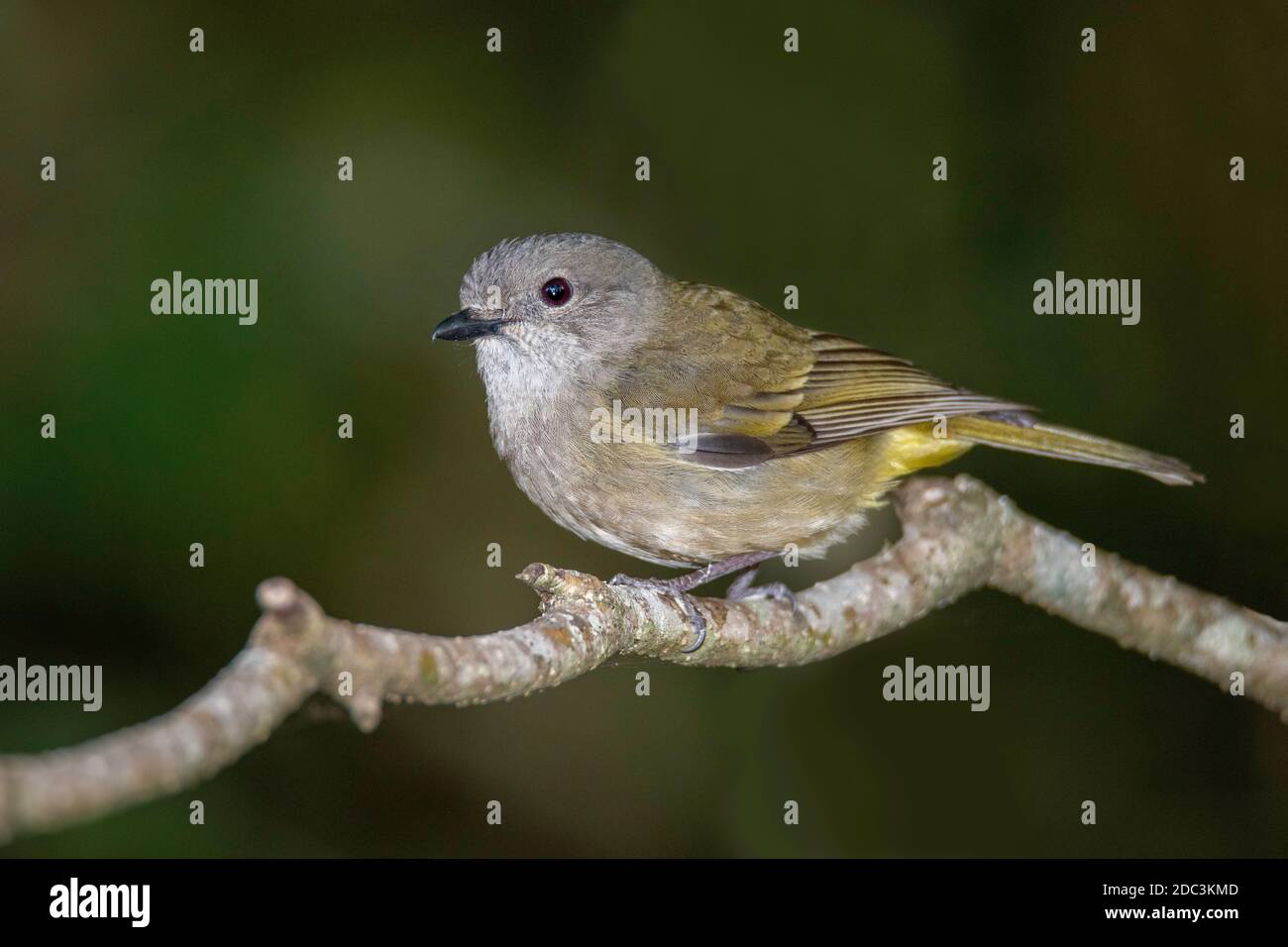 Golden Whistler Pachycephala pectoralis O'Reilly's Rainforest Retreat, Queensland, Australien 10. November 2019 Unreif Pachycephalidae Stockfoto