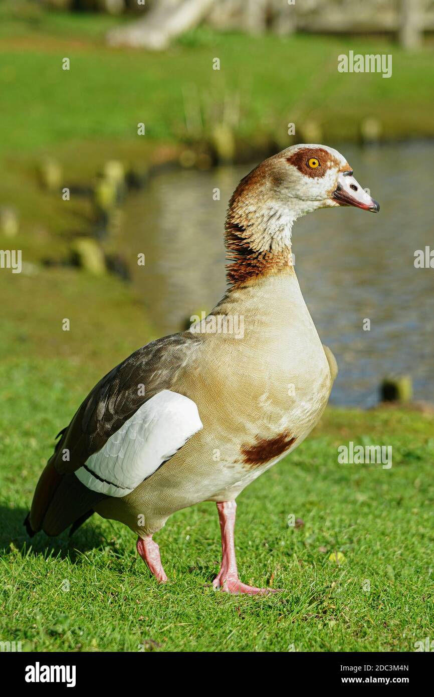 Eine ägyptische Gans im London Wetland Centre in Barnes. Fototermin: Dienstag, 3. November 2020. Foto: Roger Garfield/Alamy Stockfoto