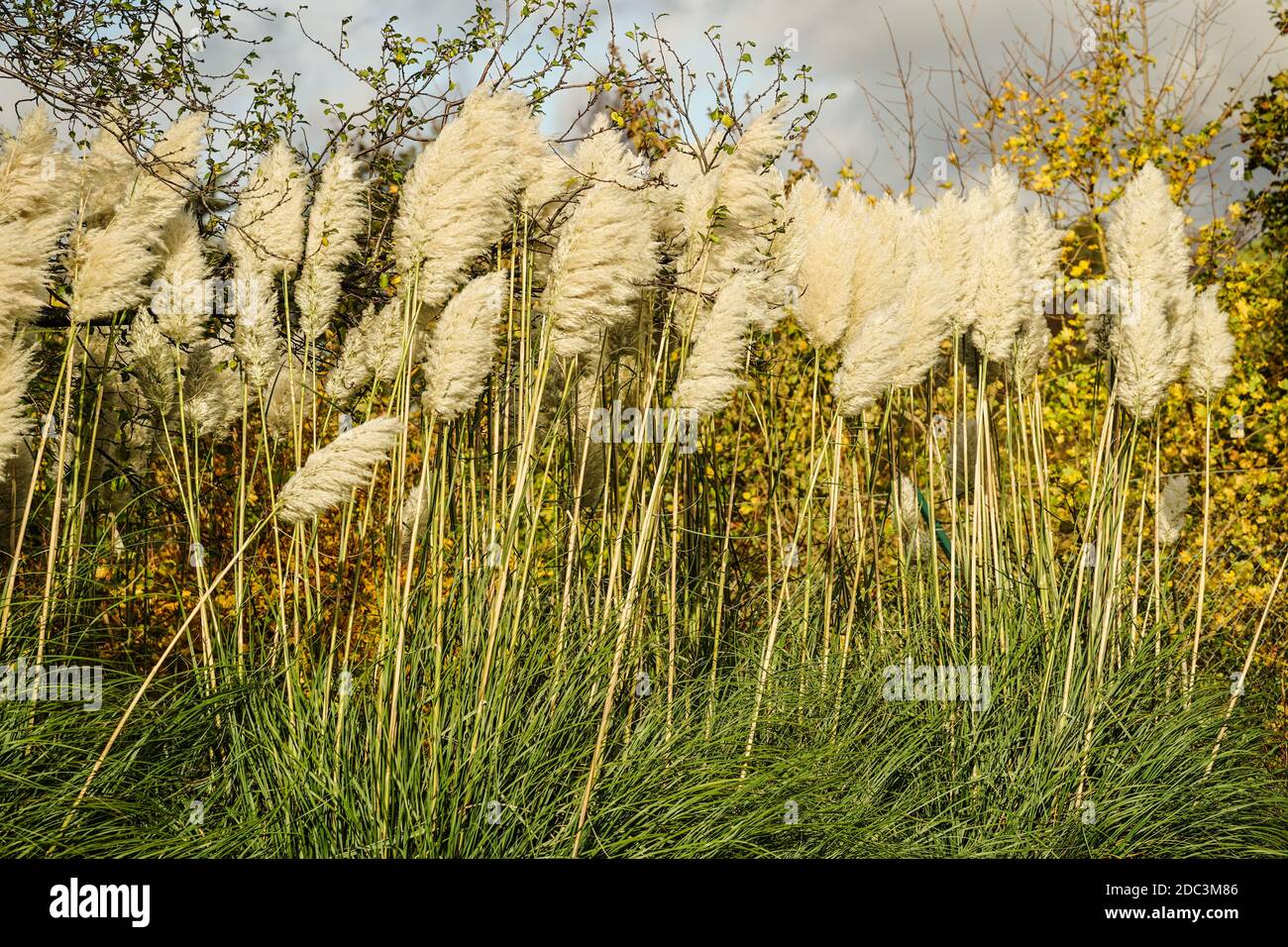 Langes Sumpfgras im London Wetland Centre in Barnes. Fototermin: Dienstag, 3. November 2020. Foto: Roger Garfield/Alamy Stockfoto