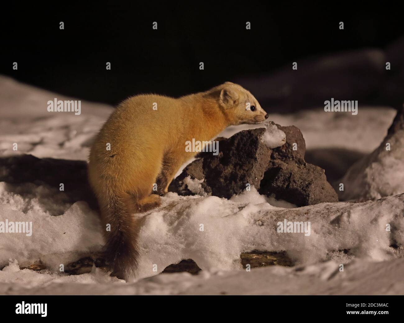 Sable (Martes Zibellina) nach nahrungssuche im Schnee Yoroushi Onsen, Hokkaido, Japan März Stockfoto