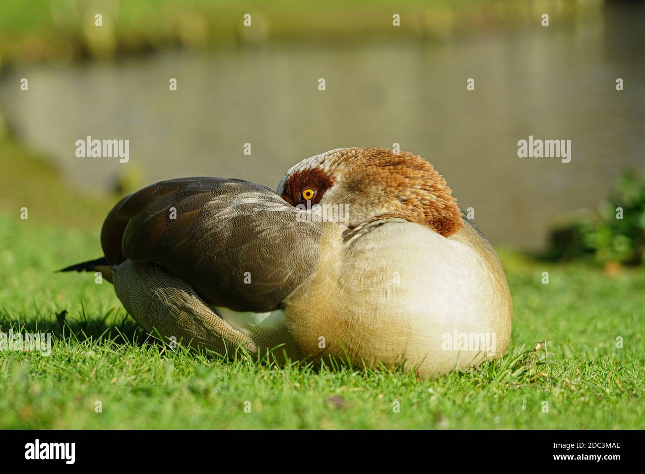 Eine ägyptische Gans im London Wetland Centre in Barnes. Fototermin: Dienstag, 3. November 2020. Foto: Roger Garfield/Alamy Stockfoto