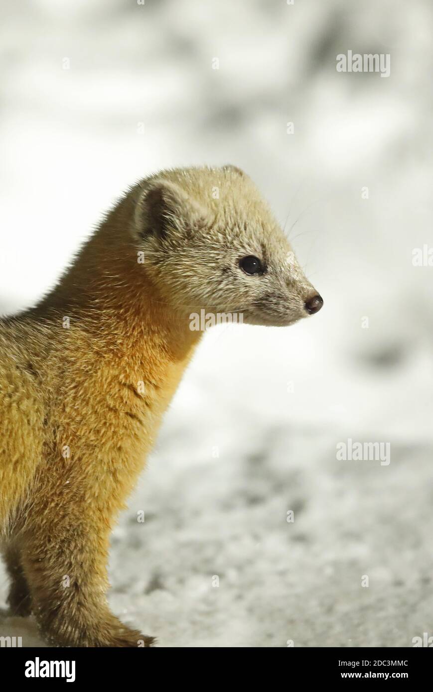 Sable (Martes Zibellina) in der Nähe von Erwachsenen Yoroushi Onsen, Hokkaido, Japan März Stockfoto