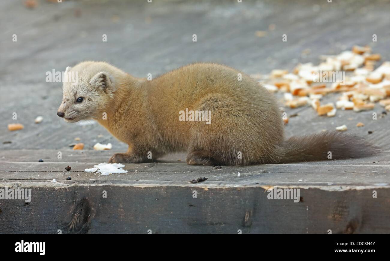 Sable (Martes zibellina) Erwachsene Futtersuche unter Vogelfutterhäuschen Yoroushi Onsen, Hokkaido, Japan März Stockfoto