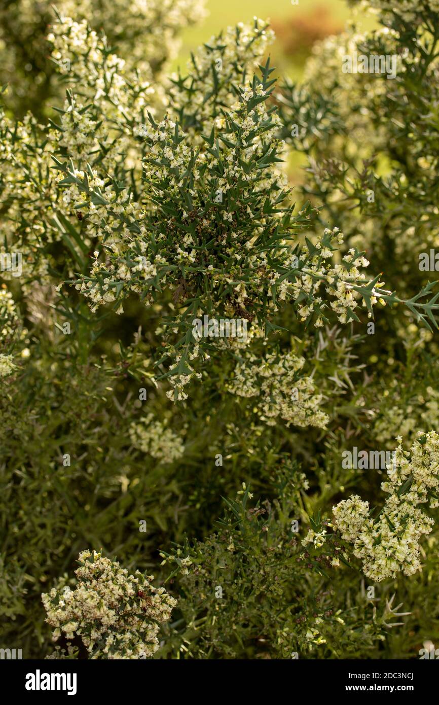 Colletia paradoxa kleiner Baum/Strauch blüht reichlich in der Abendsonne Stockfoto