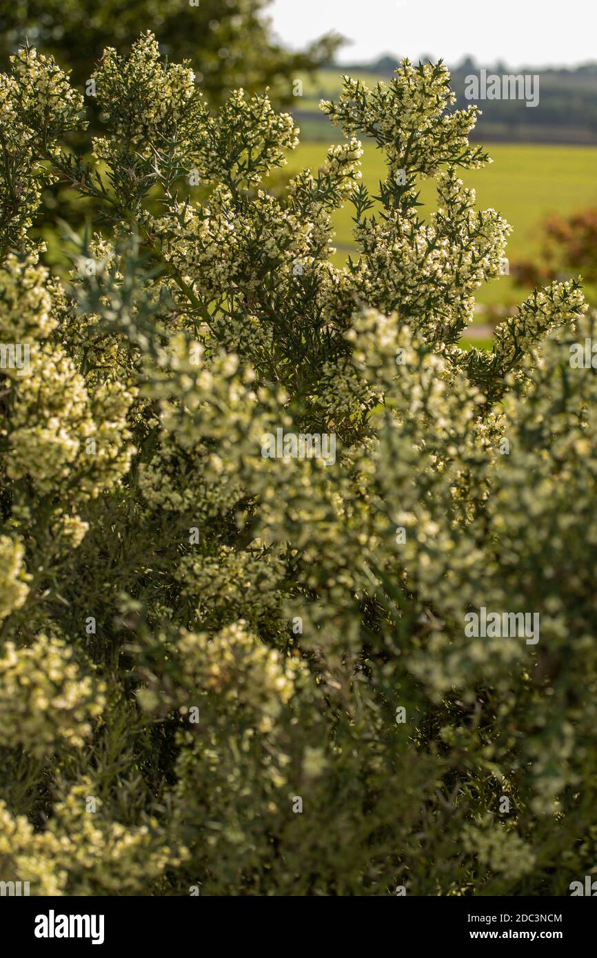 Colletia paradoxa kleiner Baum/Strauch blüht reichlich in der Abendsonne Stockfoto