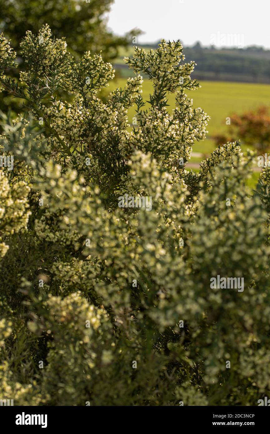 Colletia paradoxa kleiner Baum/Strauch blüht reichlich in der Abendsonne Stockfoto