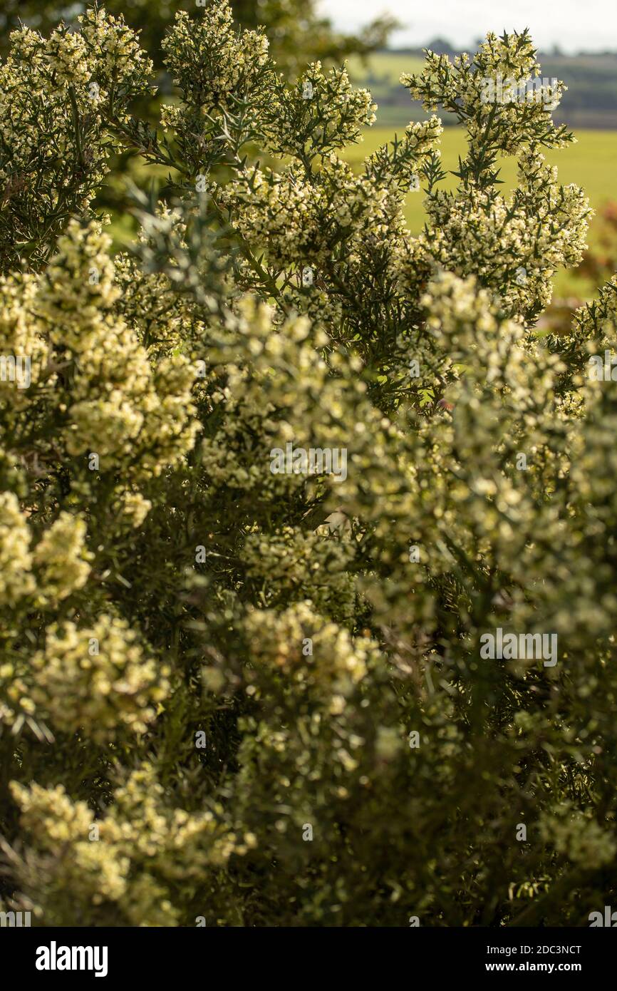 Colletia paradoxa kleiner Baum/Strauch blüht reichlich in der Abendsonne Stockfoto