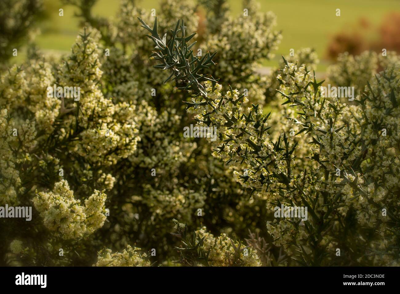 Duftende Colletia paradoxa kleiner Baum / Strauch blüht reichlich Stockfoto
