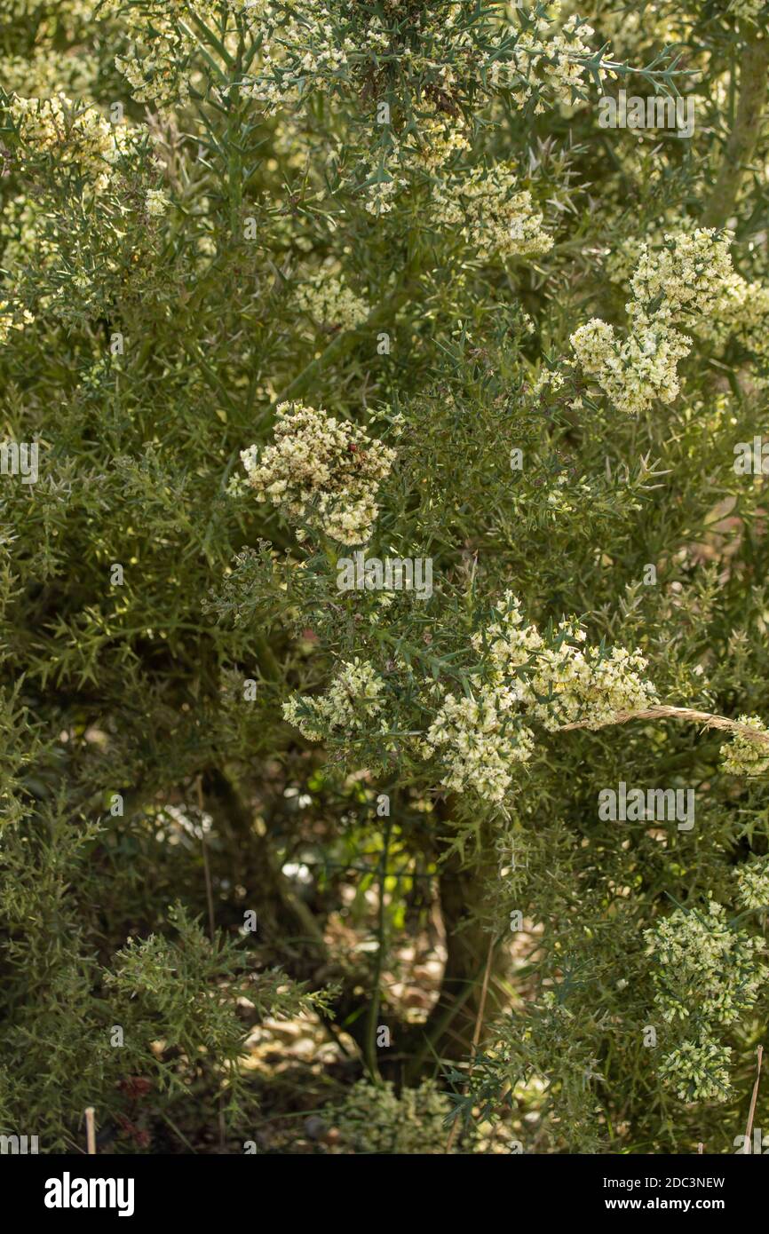 Duftende Colletia paradoxa kleiner Baum / Strauch blüht reichlich Stockfoto