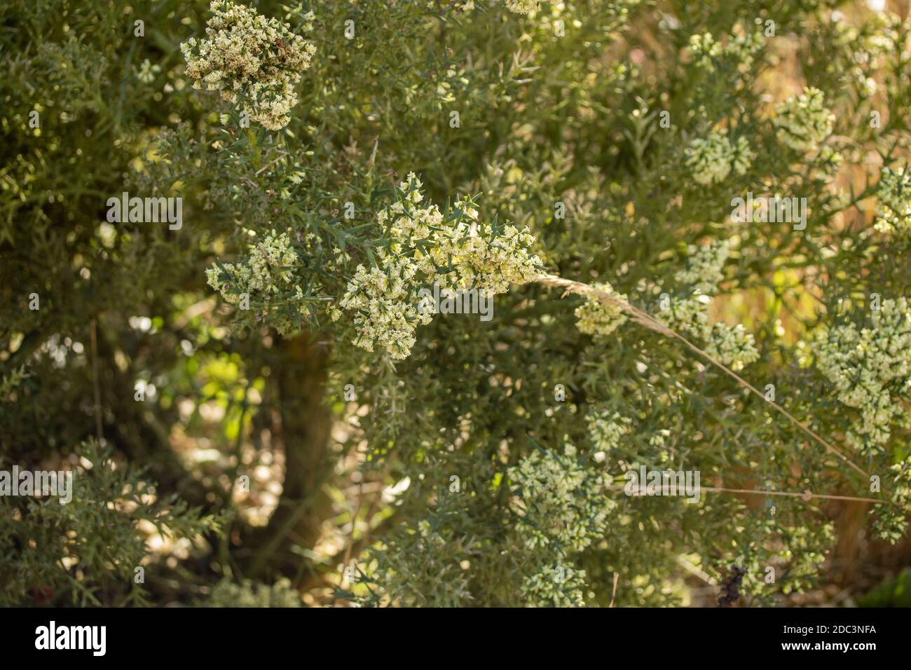 Duftende Colletia paradoxa kleiner Baum / Strauch blüht reichlich Stockfoto