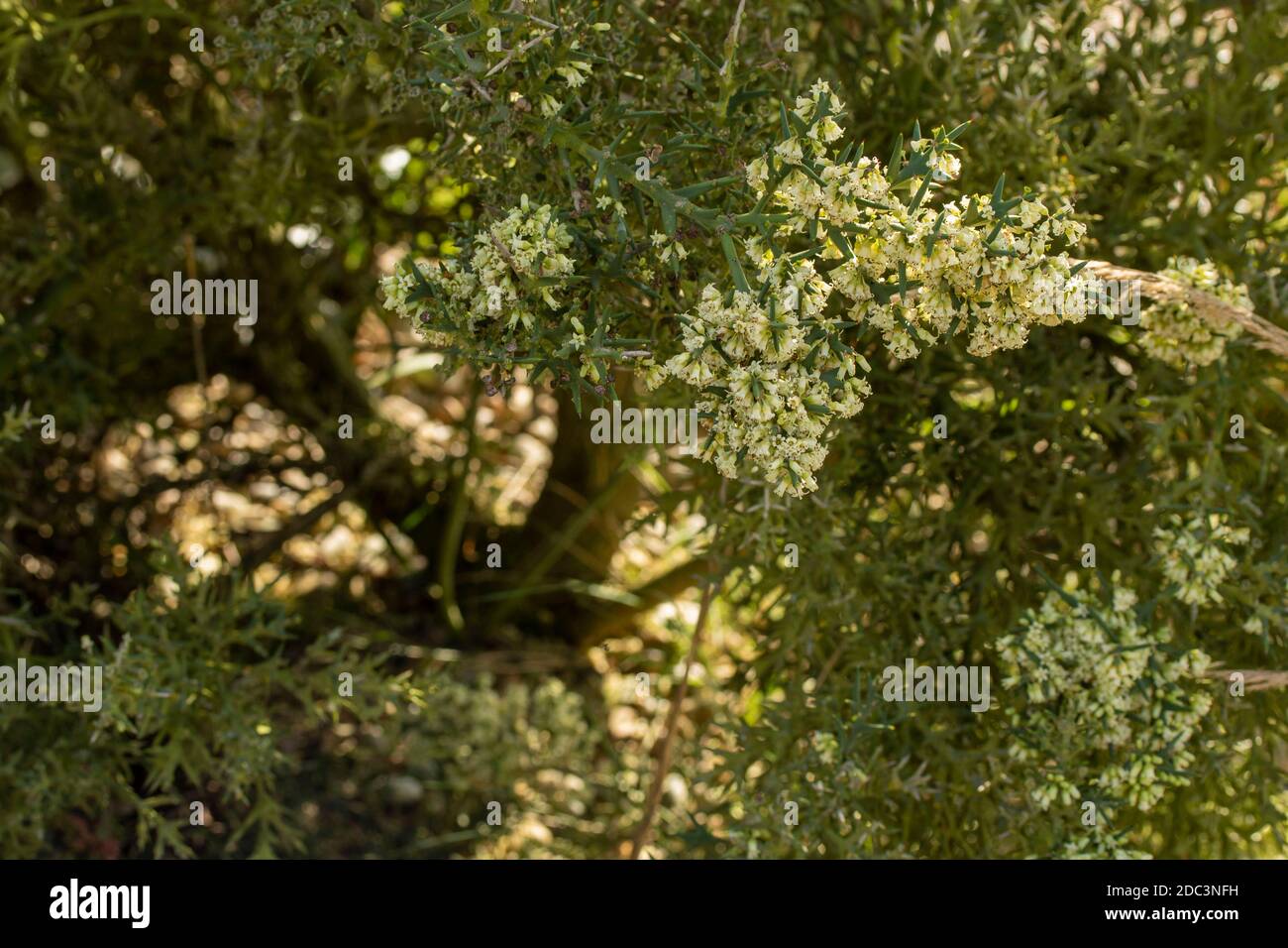 Duftende Colletia paradoxa kleiner Baum / Strauch blüht reichlich Stockfoto