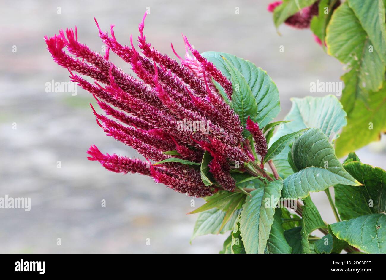 Nahaufnahme von Celosia cristata Pink, Samtblume in einem Garten Stockfoto