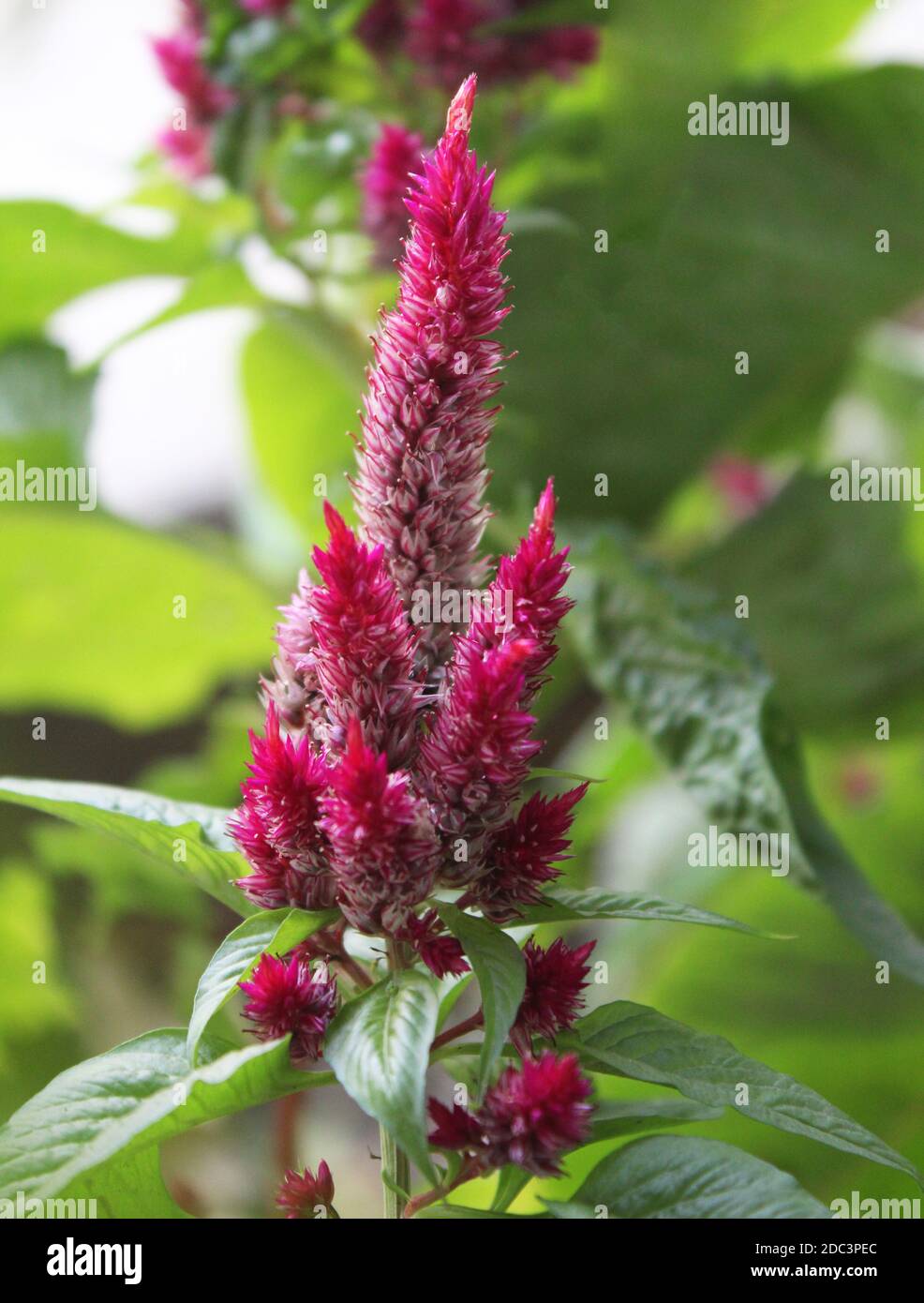 Nahaufnahme von Celosia cristata Pink, Samtblume in einem Garten Stockfoto