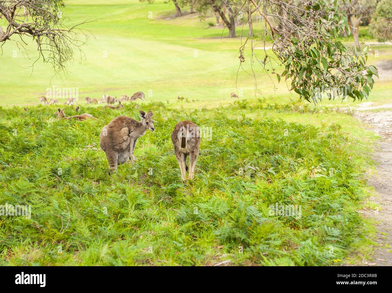 Wilden australischen Känguru (östliche graue Känguru - Macropus Giganteus) Stockfoto