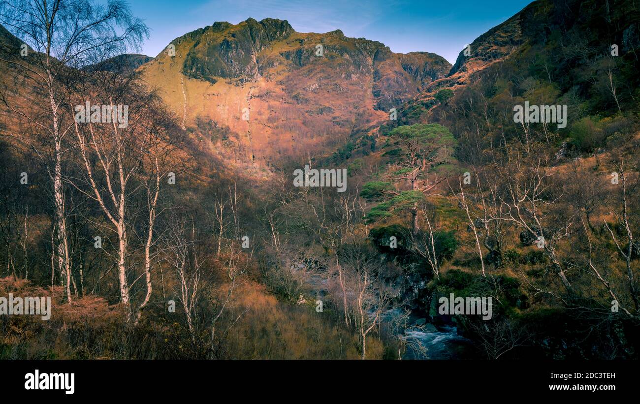 Grüne Schotten Kiefer Baum in Glen Nevis Herbst Stockfoto