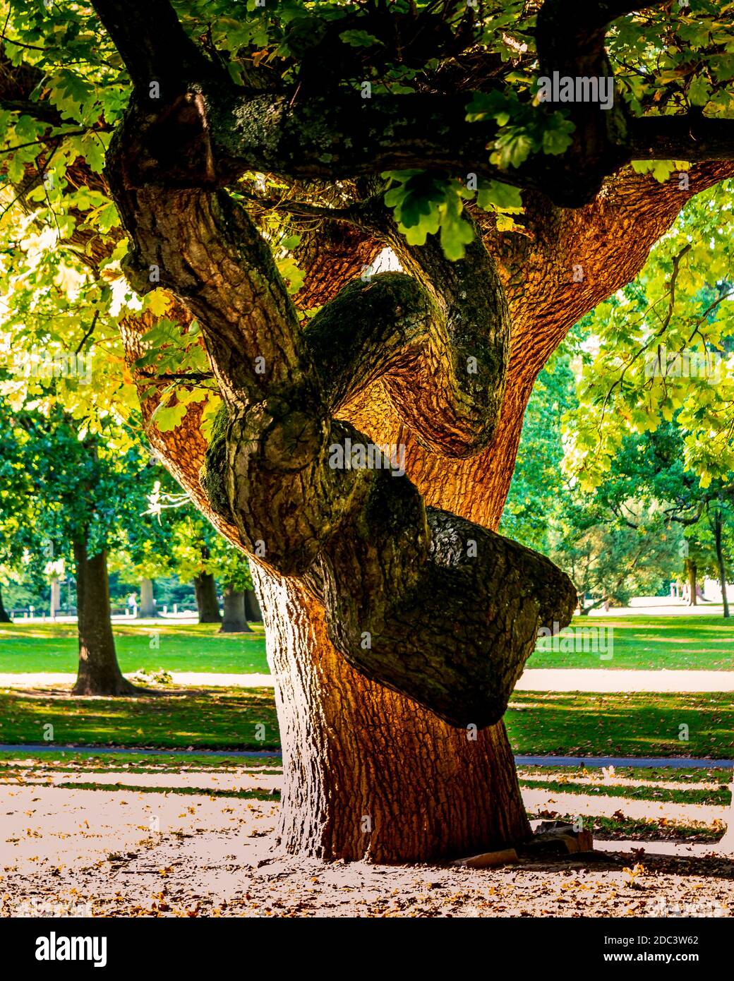 Detailreiche Eiche in hellem Sonnenlicht, die im Sommer Schatten wirft In Walton Hall and Gardens Stockfoto