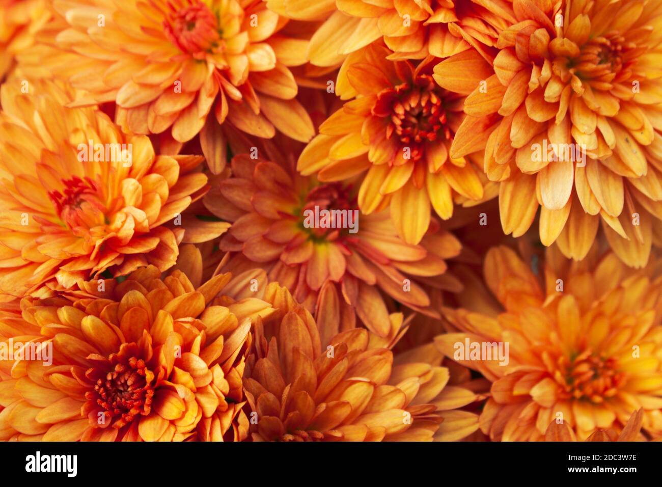 Orange winterhart Chrysantheme Pflanzen als Muster. Abstrakte Blume Hintergrund Textur Stockfoto
