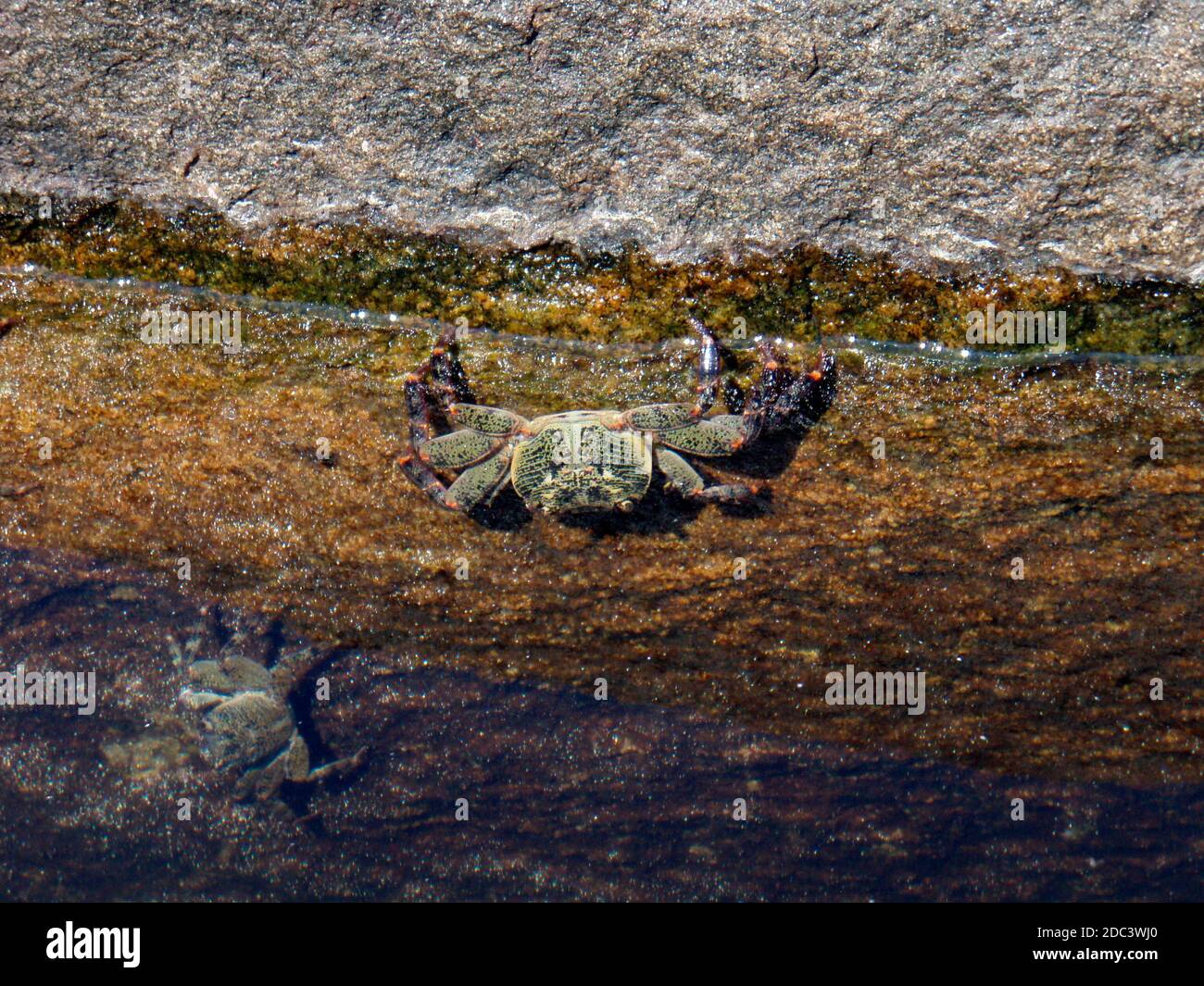 Die Krabbe, ein Krustentier mit Krallen auf einem Stein Stockfoto