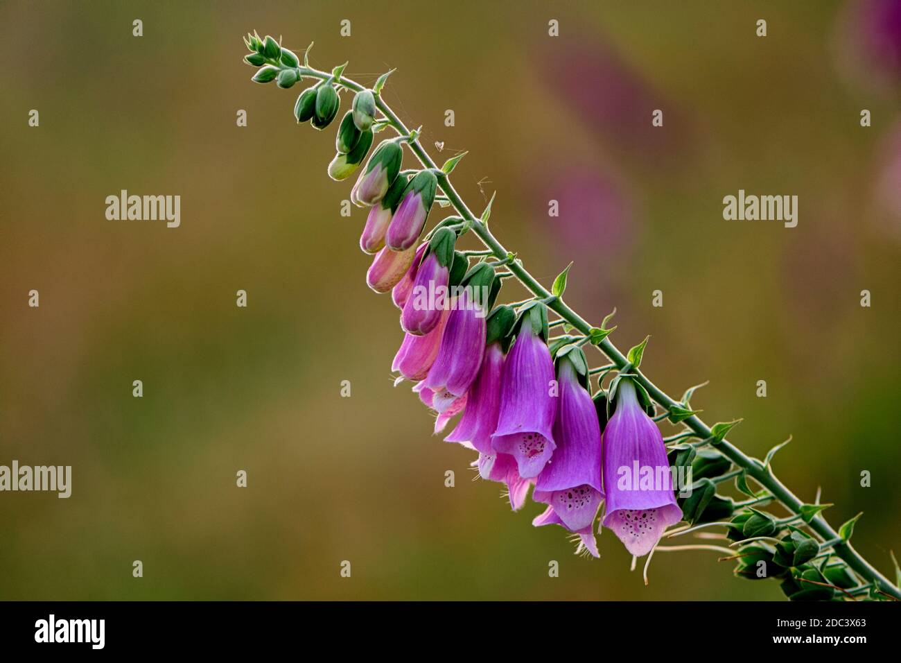 Handschuh mit weicher Hintergrundbeleuchtung Stockfoto