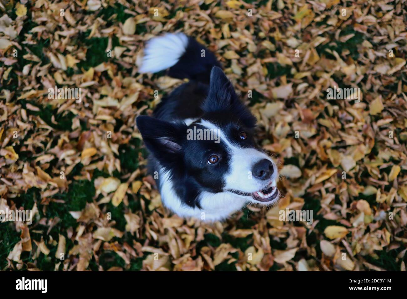 Draufsicht auf lächelnde Border Collie Sitting Down on Fallen Autumn Leaves in der Herbstsaison. Top-Down-Bild von Schwarz und Weiß Happy Dog. Stockfoto